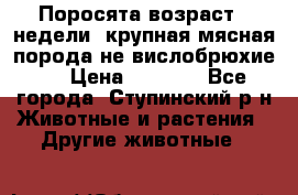 Поросята возраст 4 недели, крупная мясная порода(не вислобрюхие ) › Цена ­ 4 000 - Все города, Ступинский р-н Животные и растения » Другие животные   